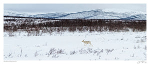 Lapland Winter Wildlife