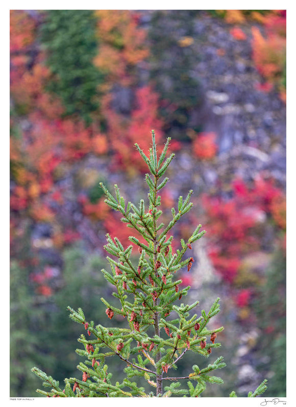 Tree Top in Fall II