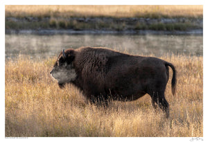 Bison Sunrise, Yellowstone NP