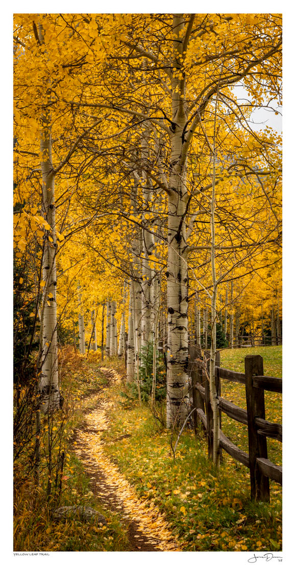 Yellow Leaf Trail