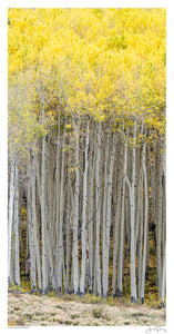 A Stand of Aspens