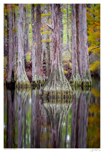 Carolina Swamp Trees IV