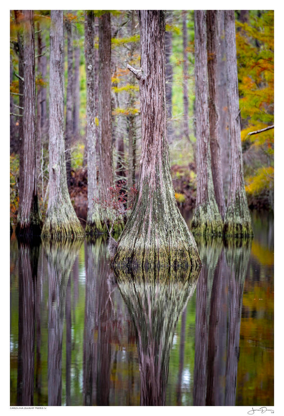 Carolina Swamp Trees IV