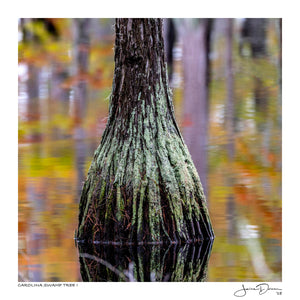 Carolina Swamp Tree I