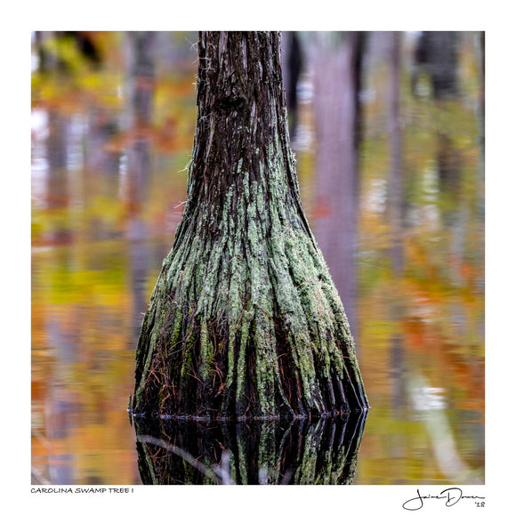 Carolina Swamp Tree I