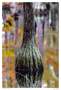 Georgia Cypress Swamp I