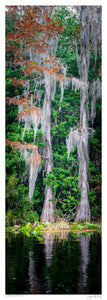 Cypress Swamp Pines III
