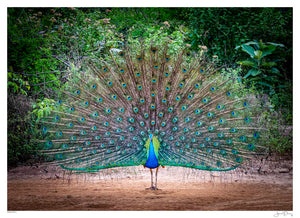 Peacock I