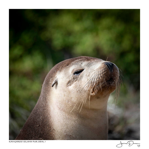 Kangaroo Island Fur Seal I