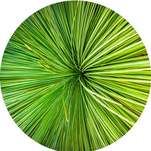 Aussie Grass Tree (Round) QPuzzles