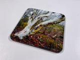 Outback #1 Coasters (Set of 8)