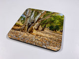 Outback #1 Coasters (Set of 8)
