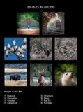 Wildlife #2 Coasters (Set of 8)