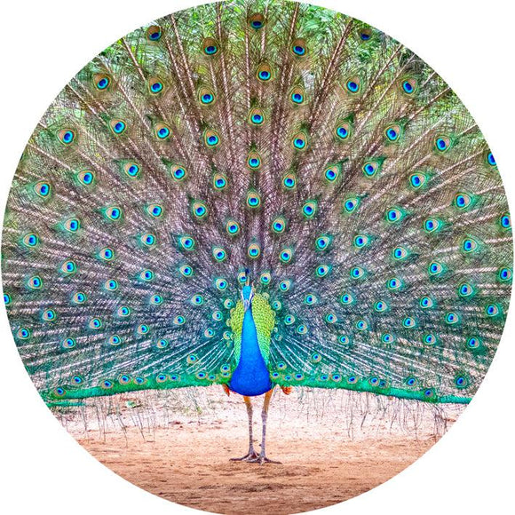 Dancing Peacock (Round) Jigsaw Puzzle by Artist Jaime Dormer and Manufactured by QPuzzles in Queensland