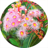 Eucalyptus Bloom (Round) Jigsaw Puzzle by Artist Jaime Dormer and Manufactured by QPuzzles in Queensland