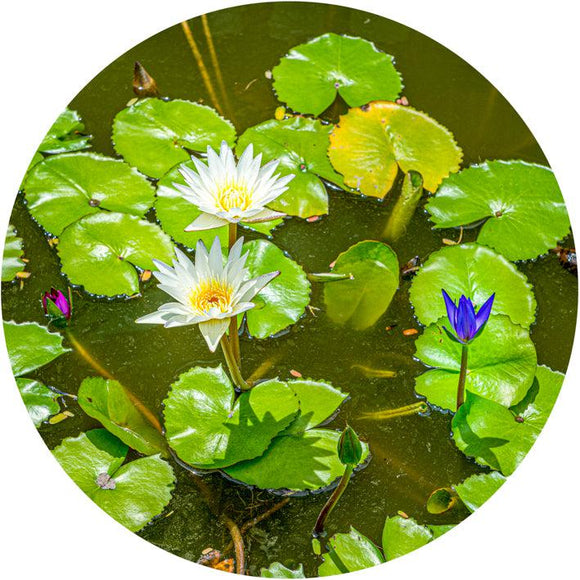 Lily Pond (Round) Jigsaw Puzzle by Artist Jaime Dormer and Manufactured by QPuzzles in Queensland