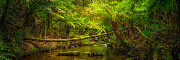 Rainforest River (Pano) Jigsaw Puzzle by Artist Jaime Dormer and Manufactured by QPuzzles in Queensland