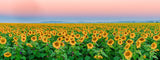 Sunflower Dawn (Panorama) QPuzzles