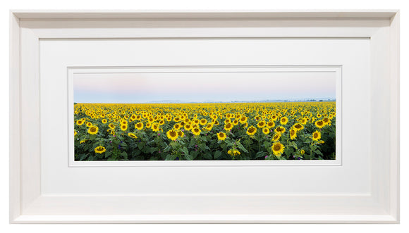 Sunflower Sunset (Exhibition)