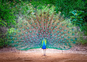 The Dancing Peacock (Landscape) QPuzzles