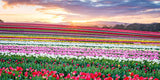Tulip Rainbow at Sunrise (Pano) Jigsaw Puzzle by Artist Jaime Dormer and Manufactured by QPuzzles in Queensland