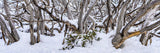 Twisted Snow Gums (Panorama) Jigsaw Puzzle by Artist Jaime Dormer and Manufactured by QPuzzles in Queensland
