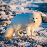 Wildlife - Arctic Fox (Square) Jigsaw Puzzle by Artist Jaime Dormer and Manufactured by QPuzzles in Queensland