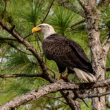 Wildlife - Bald Eagle (Square) Jigsaw Puzzle by Artist Jaime Dormer and Manufactured by QPuzzles in Queensland